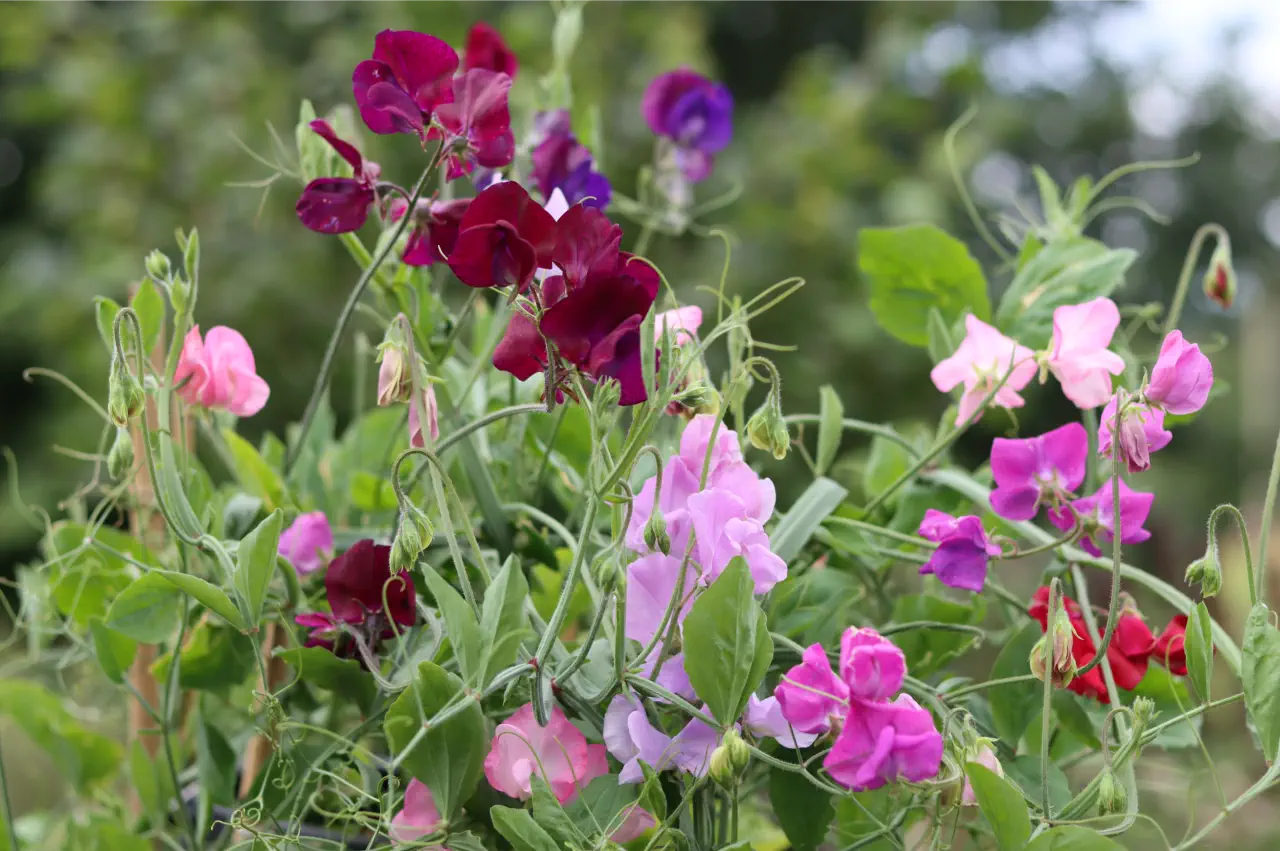 Best Sweet Peas Seeds For Scent And Cutting